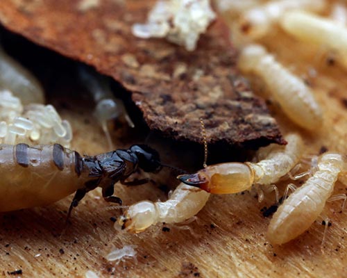 مكافحة النمل الأبيض